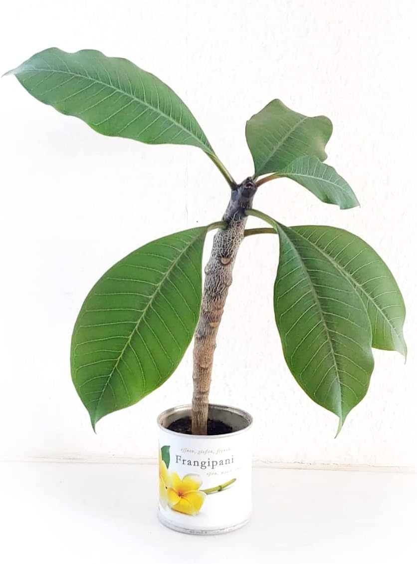 Frangipani Anzuchtset Yogabaum