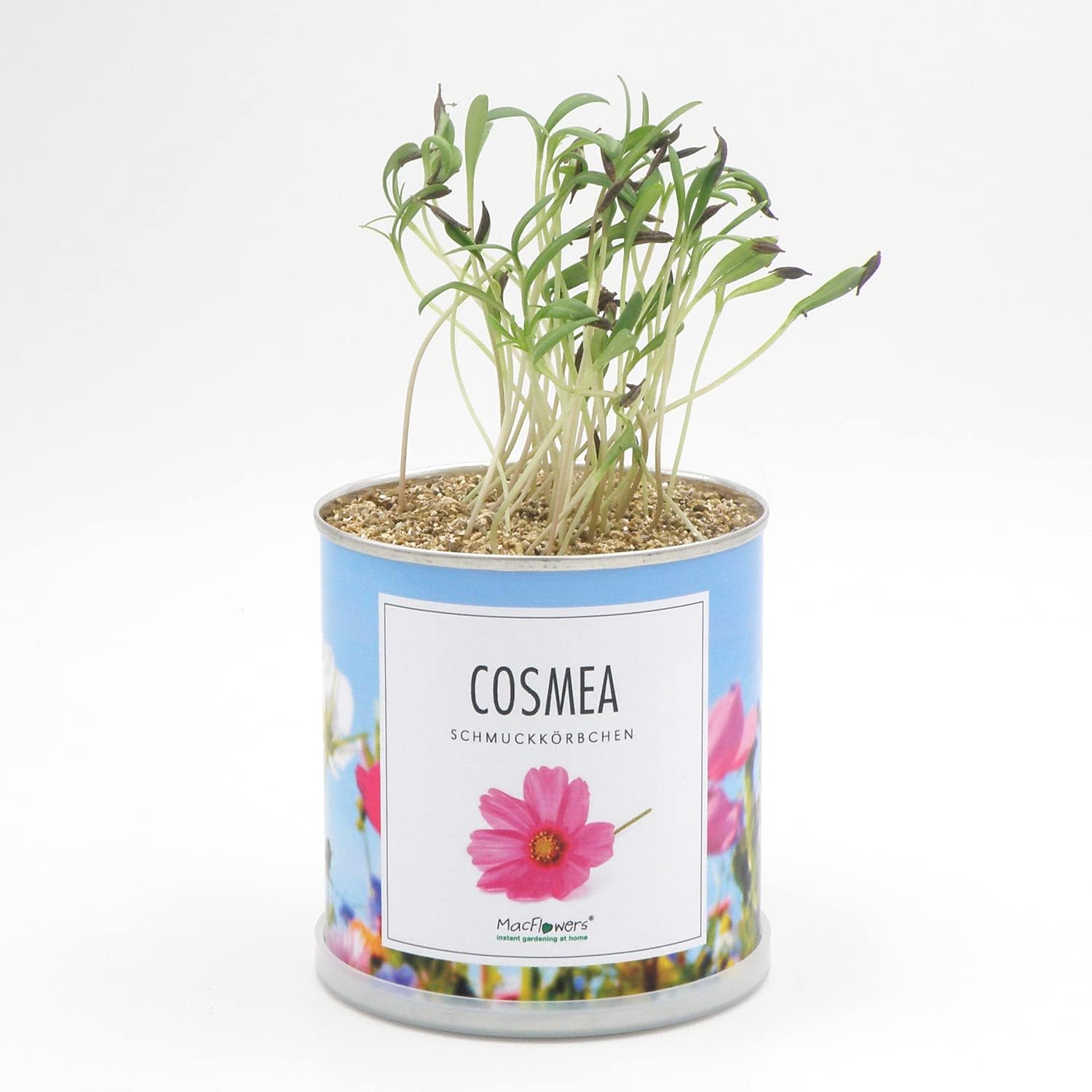 Kleines Anzuchtset mit echten Schmuckkörbchen | Cosmea | Geschenk Set mit drei Sorten Samen in süßer instant Blumendose