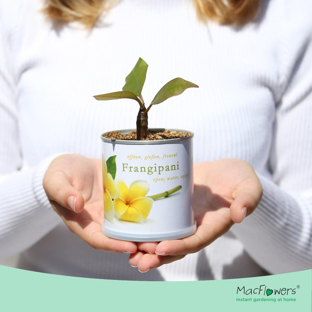Frangipani Anzuchtset Yogabaum
