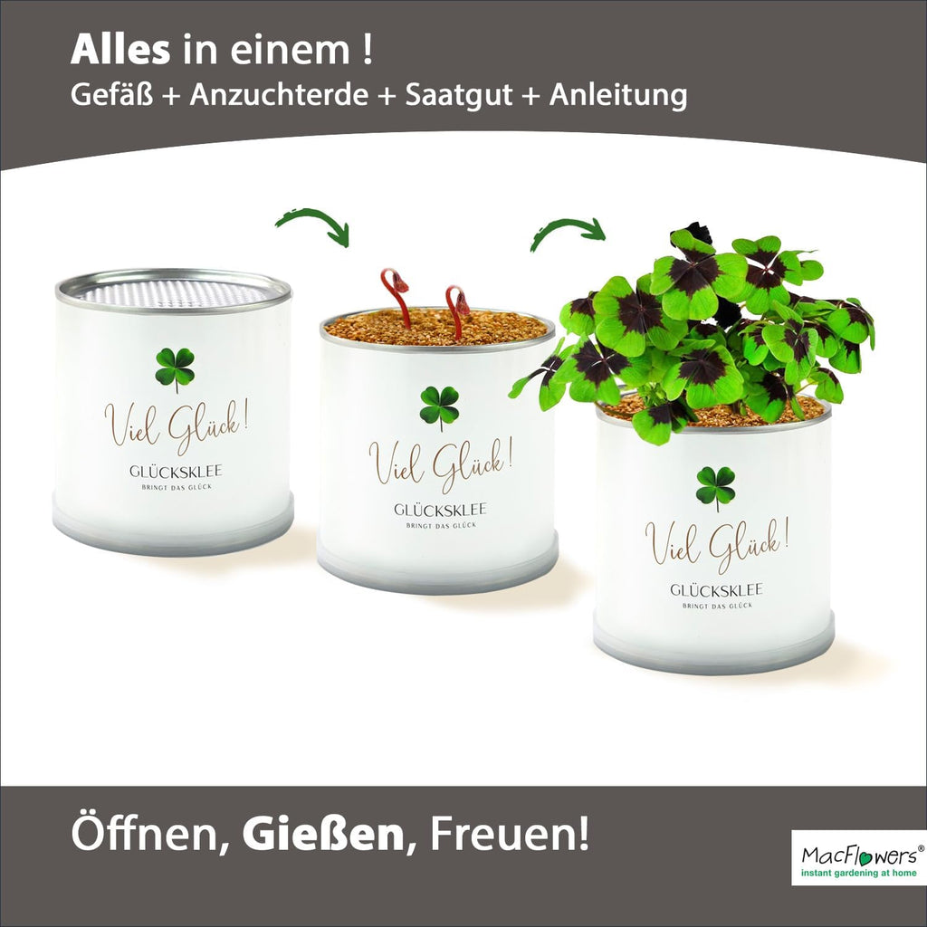 Viel Glück Glücksklee Anzuchtset in der Blumendose | Das liebe Geschenk für die Freundin | Öffnen Gießen Freuen | Wünsche Glück als Blumengruß Geschenk für Frau