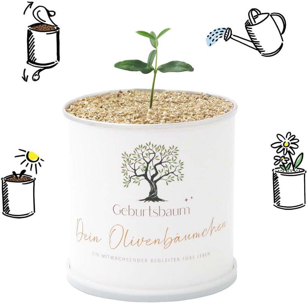 Olivenbaum Anzuchtset zur Geburt