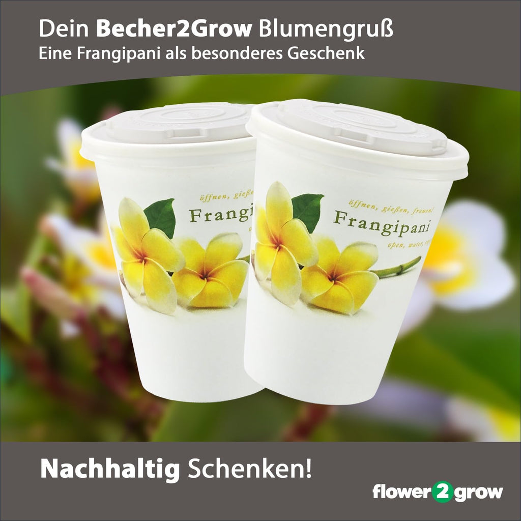 Flower2Grow Frangipani im Bio 2Go Becher