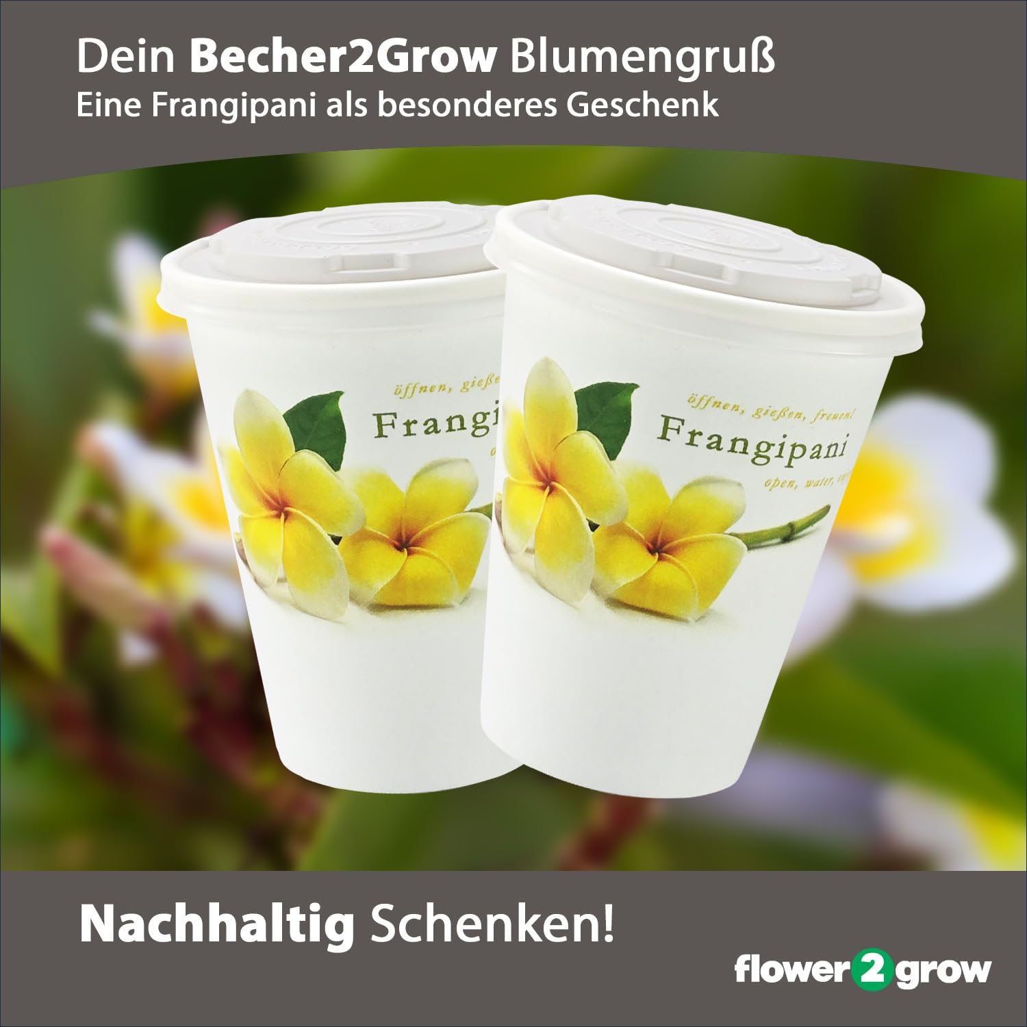 Flower2Grow Frangipani im Bio 2Go Becher