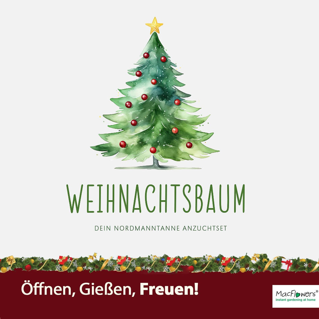 Dein MacFlowers Tannenbaum | Dein Tannenbaum Anzuchtset | Alles enthalten | 10 Samen | Nachhaltig Schenken | Geschenk für Frauen und Männer | Adventskalender Füllung Wichteln Nordmanntanne