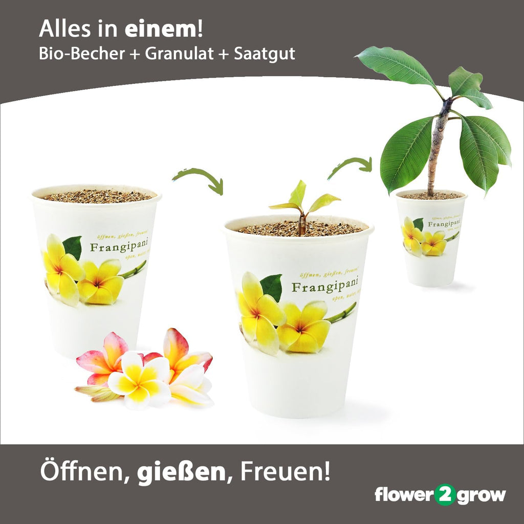 Flower2Grow Frangipani im Bio 2Go Becher