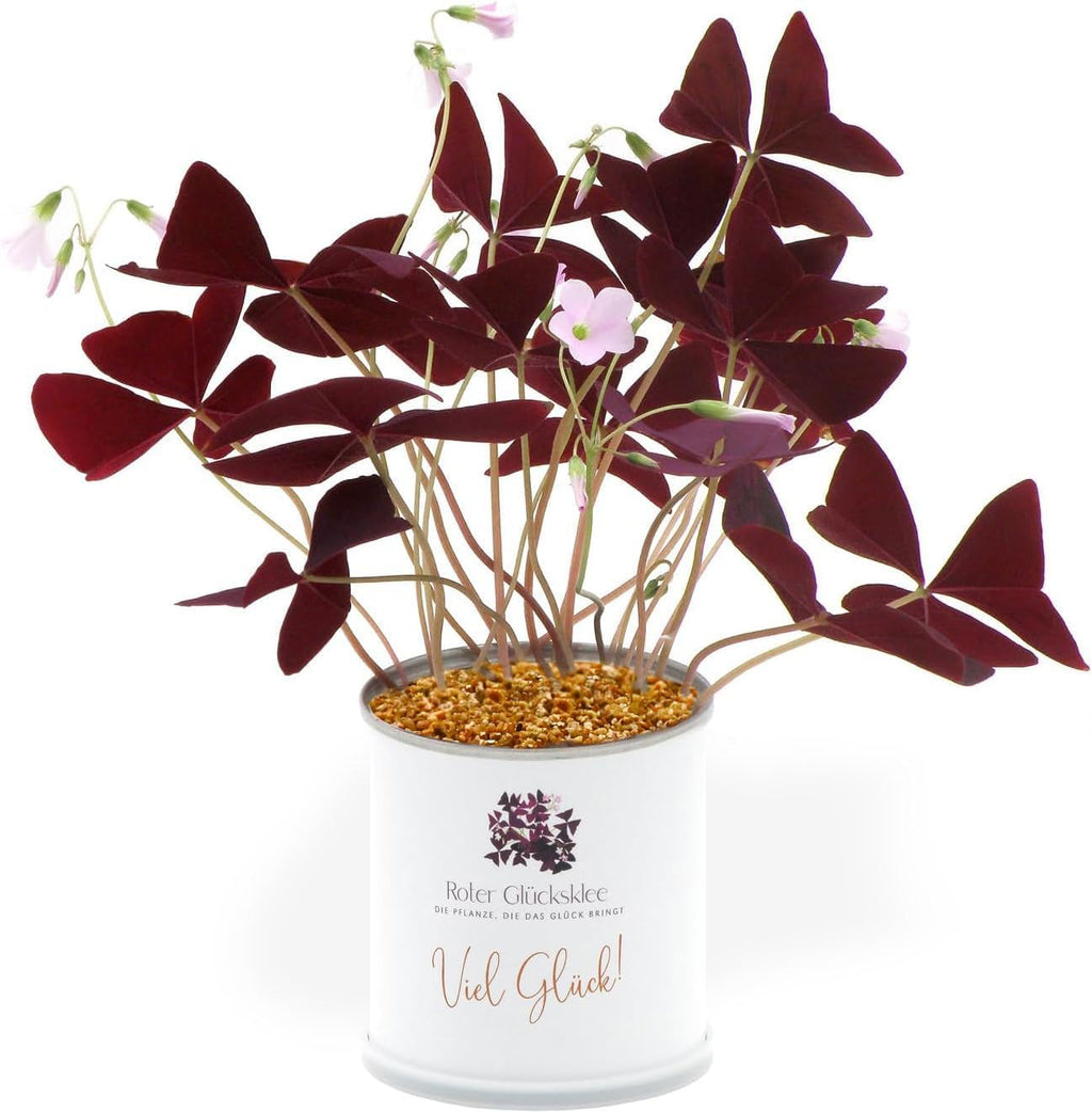 Anzucht-Set mit Lila Glücksklee | Viel Glück | Nachhaltiges Geschenk in süßer instant gardening Blumendose | Geschenk mit Herz Blatt