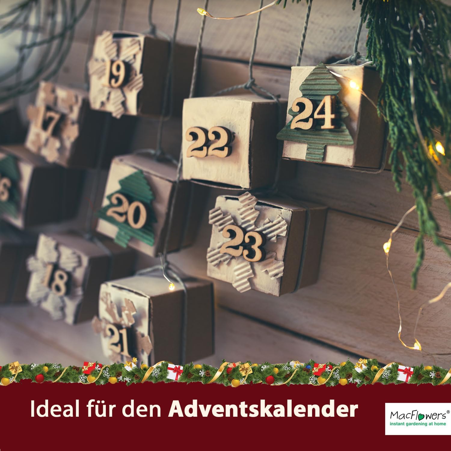 Weihnachtsbaum Fichte Anzucht-Set | 2 Stück | Geschenk in instant Gardening Blumendosen | Spar-Set | Für Adventskalender Weihnachten