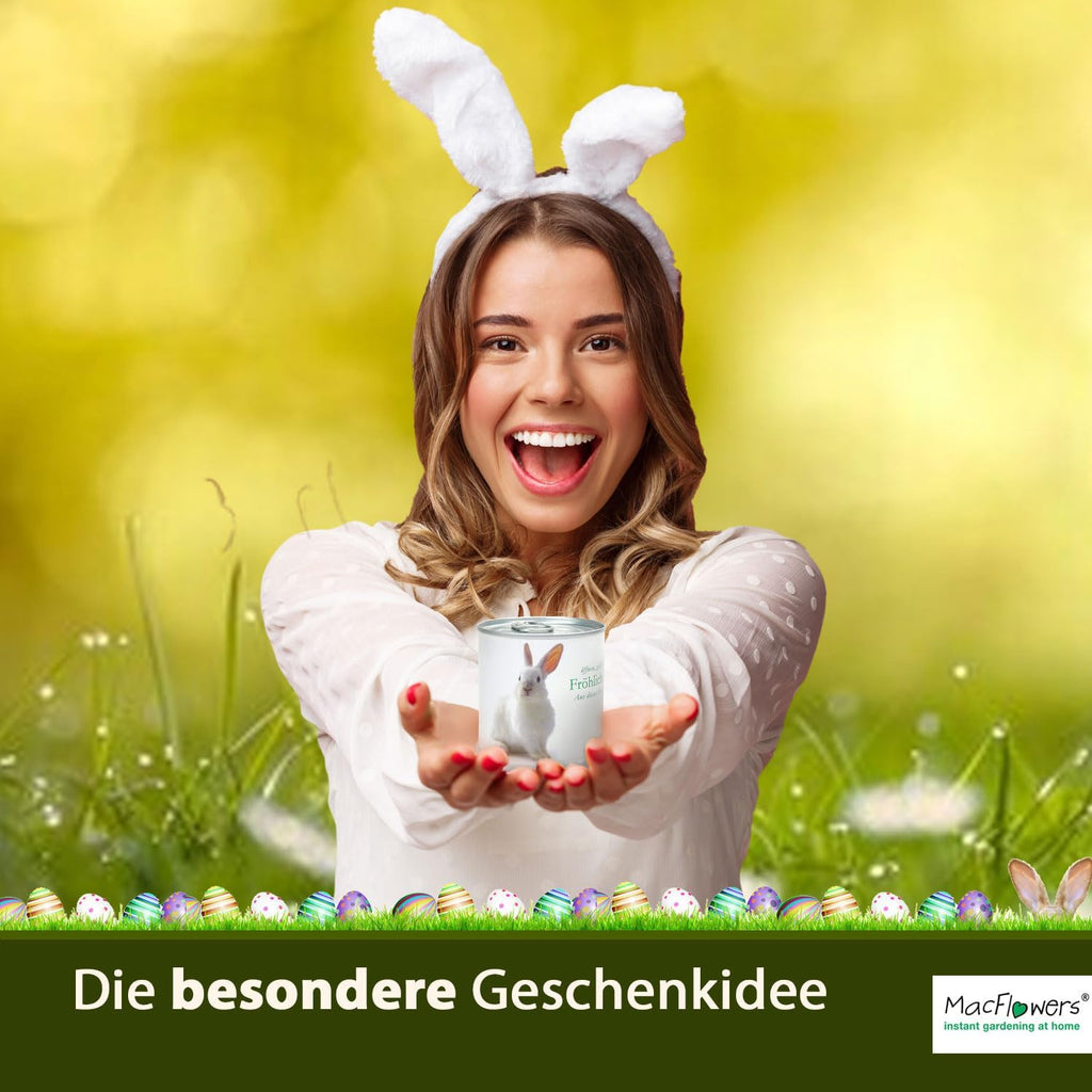 1 stück Osterpflanze in Dose, 8 cm hoch, 7.5 cm Durchmesser, Vergissmeinnicht, süß und festlich, Indoor, Ostern