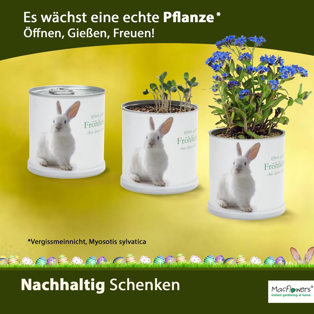 1 stück Osterpflanze in Dose, 8 cm hoch, 7.5 cm Durchmesser, Vergissmeinnicht, süß und festlich, Indoor, Ostern