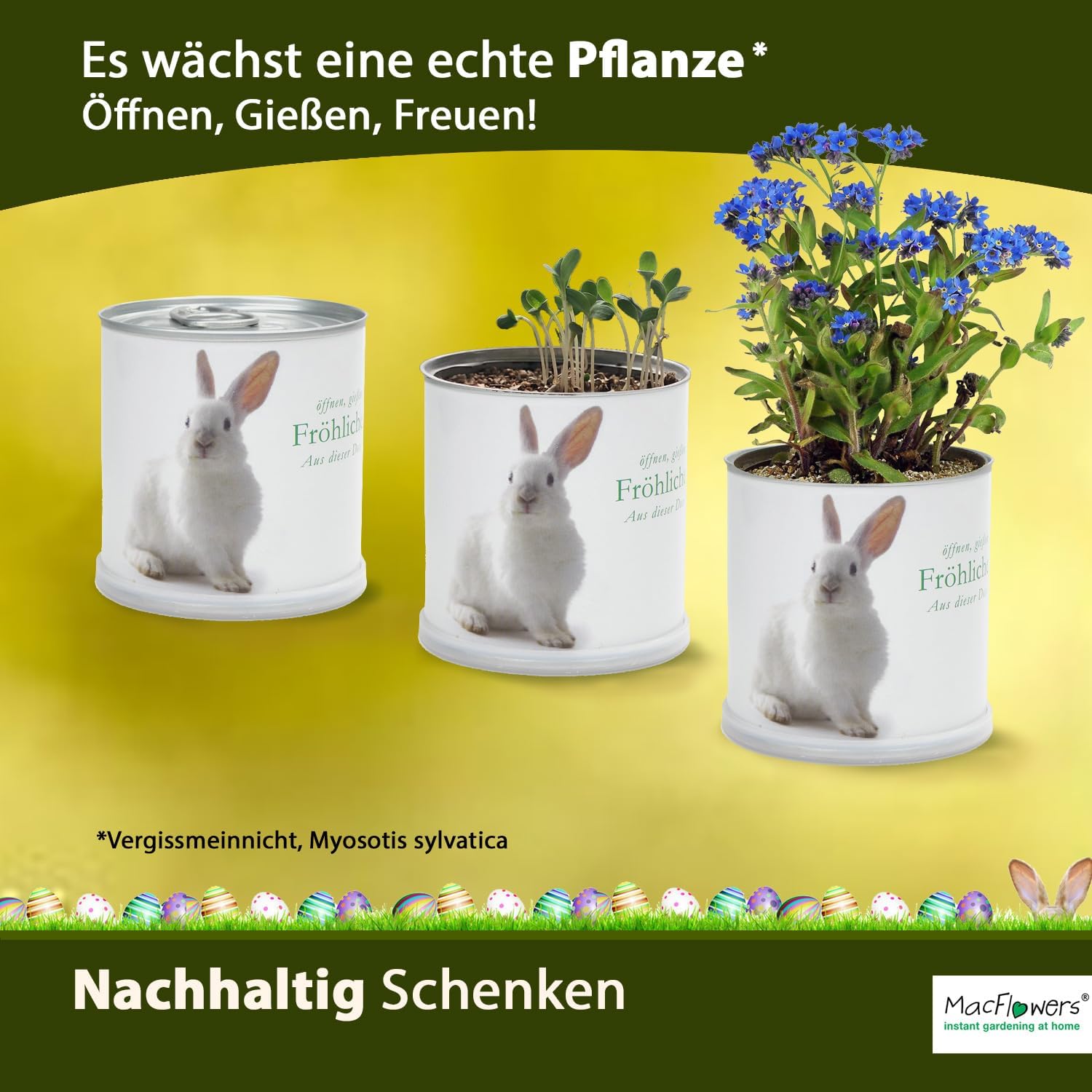 1 stück Osterpflanze in Dose, 8 cm hoch, 7.5 cm Durchmesser, Vergissmeinnicht, süß und festlich, Indoor, Ostern
