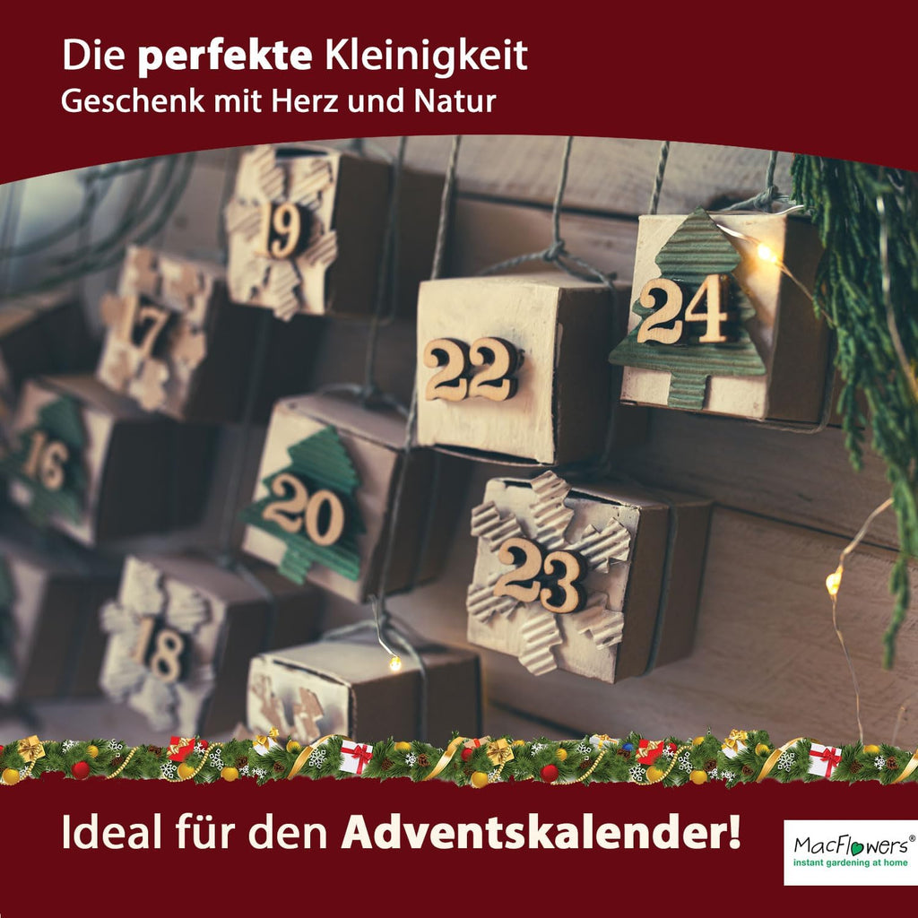 4 Stück Weihnachtsbaum in der Dose, Merry Christmas, Tannenbaum Anzuchtset mit 10 Samen für 6 Tannenbäume als Adventskalender Füllung Wichteln, Geschenk Set