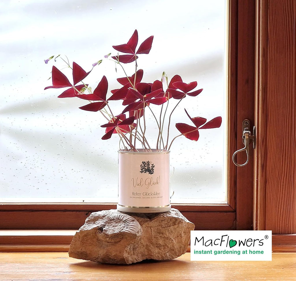 Anzucht-Set mit Lila Glücksklee | Viel Glück | Nachhaltiges Geschenk in süßer instant gardening Blumendose | Geschenk mit Herz Blatt