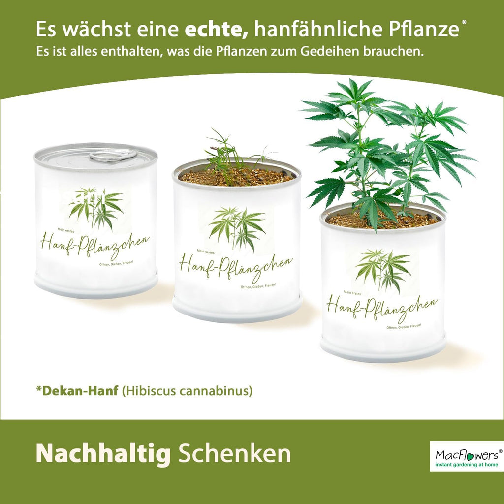 Mein erstes Gras Pflänzchen | Scheingras in der Blumendose | Originelle Geschenkidee | Zum Verwechseln ähnlich | Nachhaltig Schenken