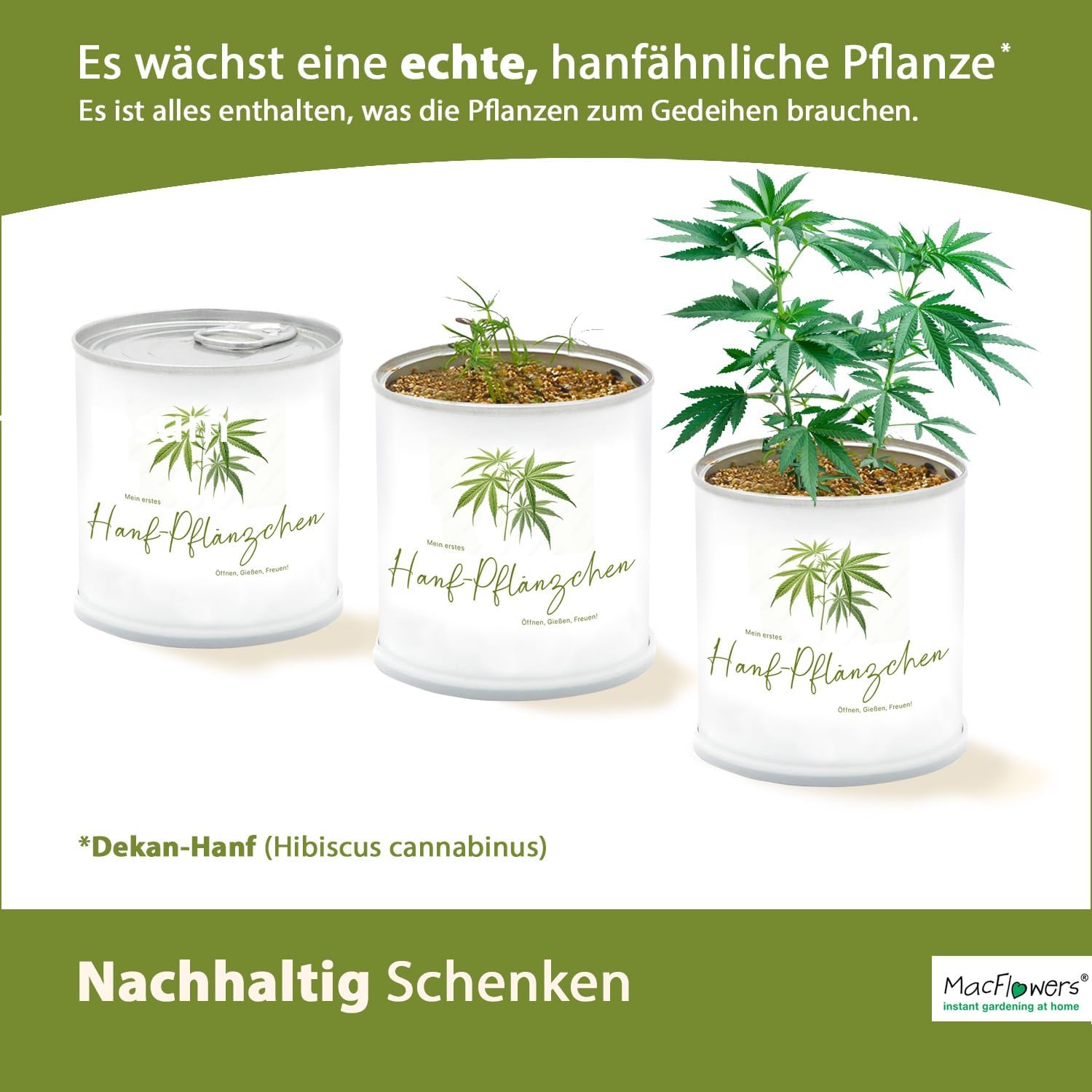 Mein erstes Gras Pflänzchen | Scheingras in der Blumendose | Originelle Geschenkidee | Zum Verwechseln ähnlich | Nachhaltig Schenken