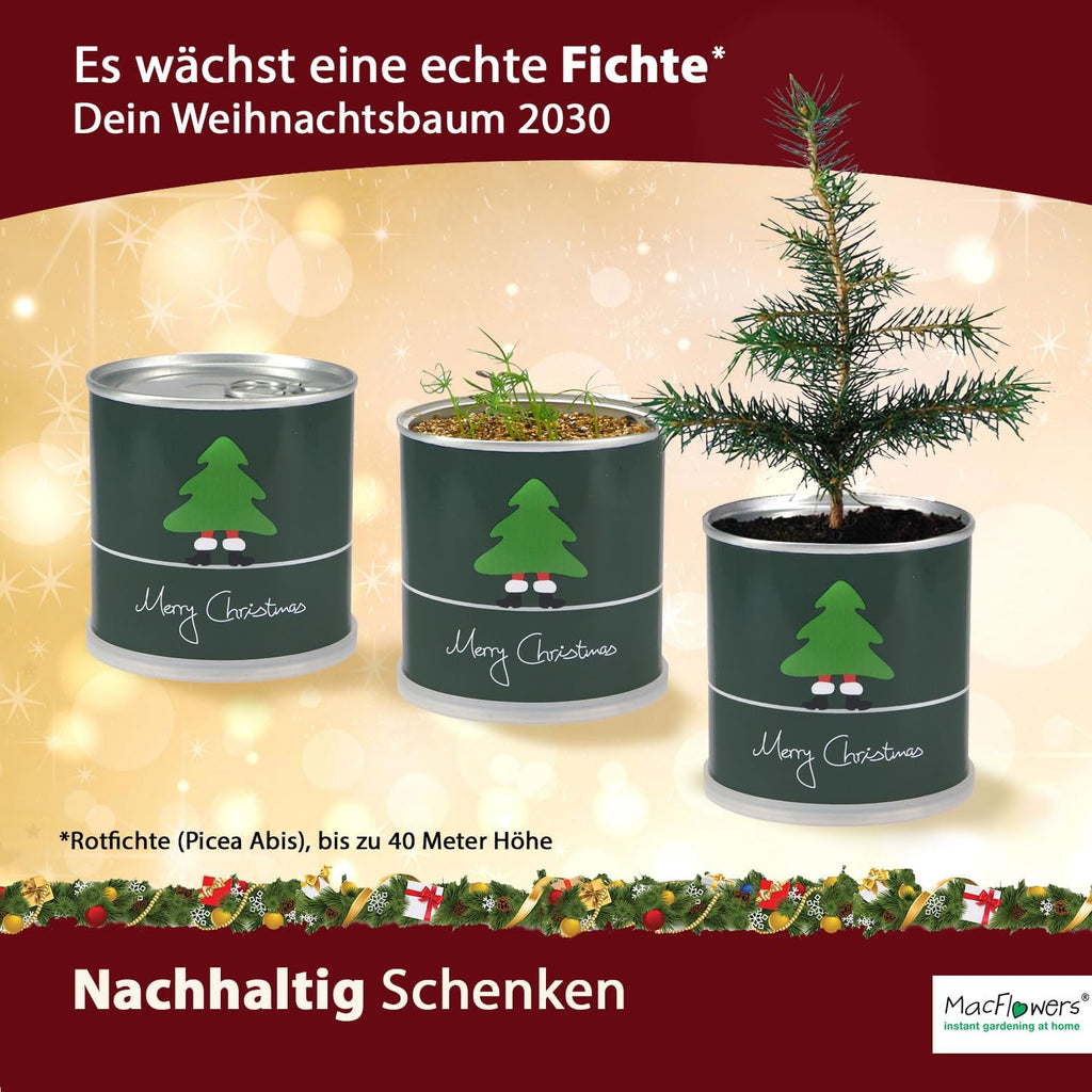 Weihnachtsbaum Fichte Anzucht-Set | 2 Stück | Geschenk in instant Gardening Blumendosen | Spar-Set | Für Adventskalender Weihnachten
