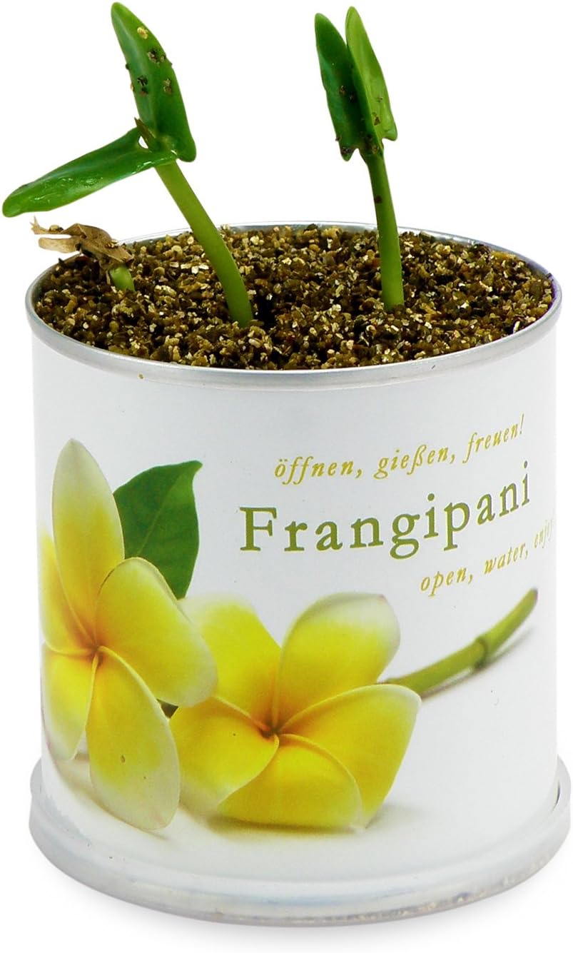 Frangipani Anzuchtset Yogabaum