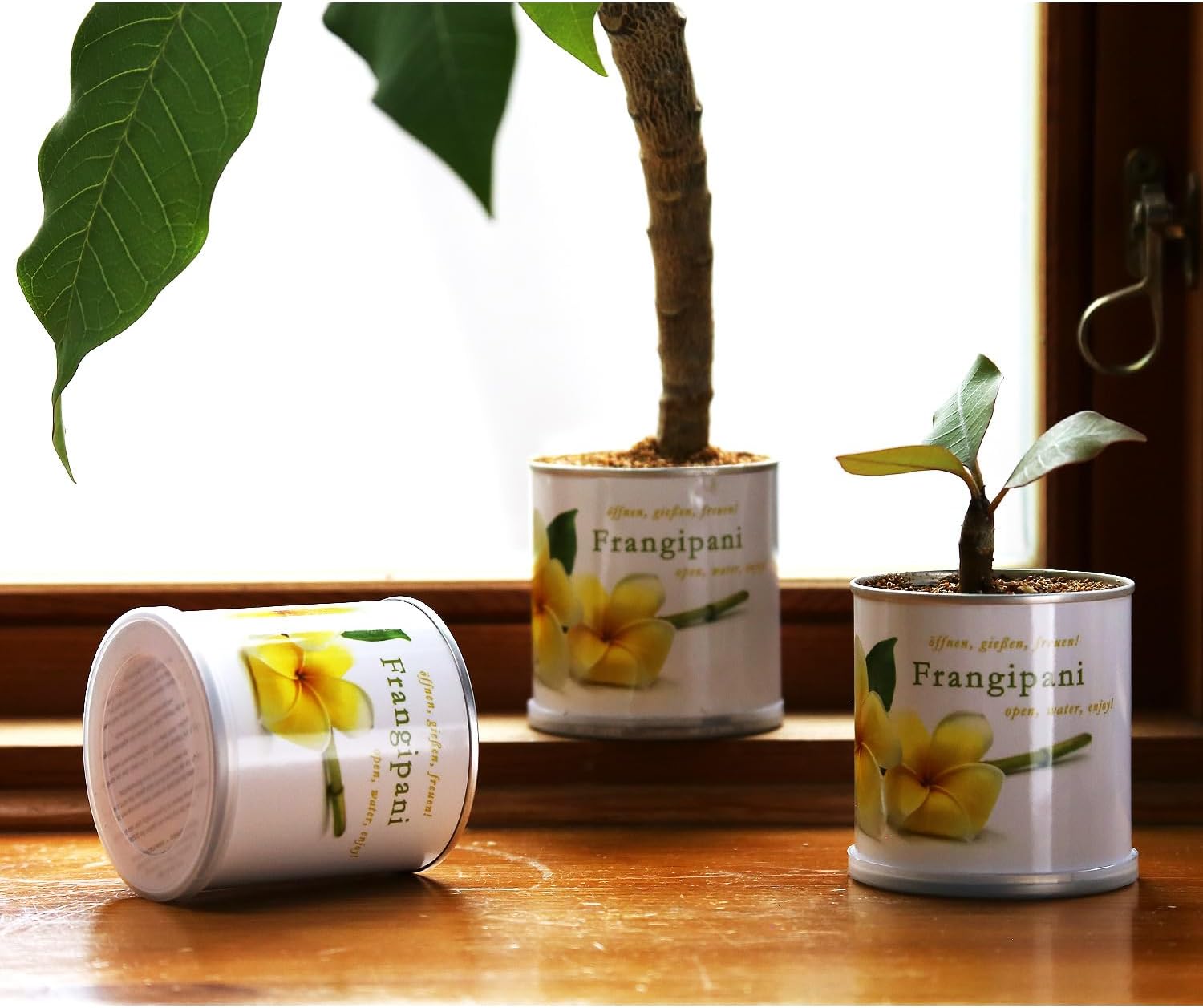Frangipani Anzuchtset Yogabaum