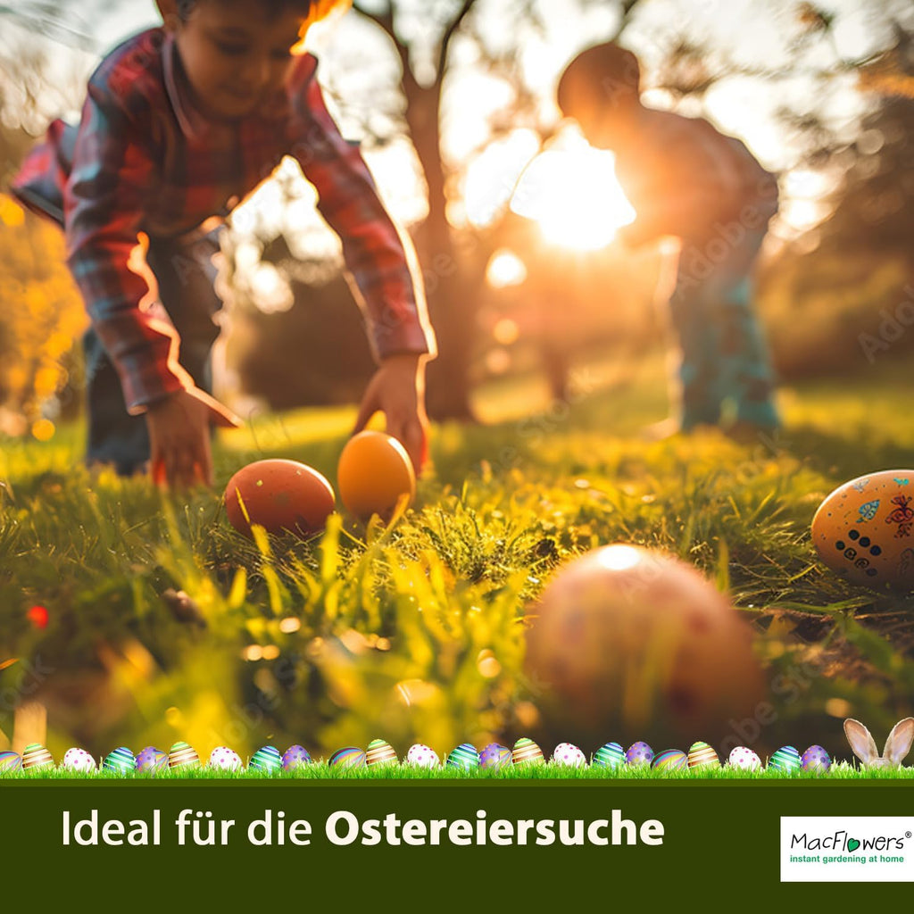 1 stück Osterpflanze in Dose, 8 cm hoch, 7.5 cm Durchmesser, Vergissmeinnicht, süß und festlich, Indoor, Ostern