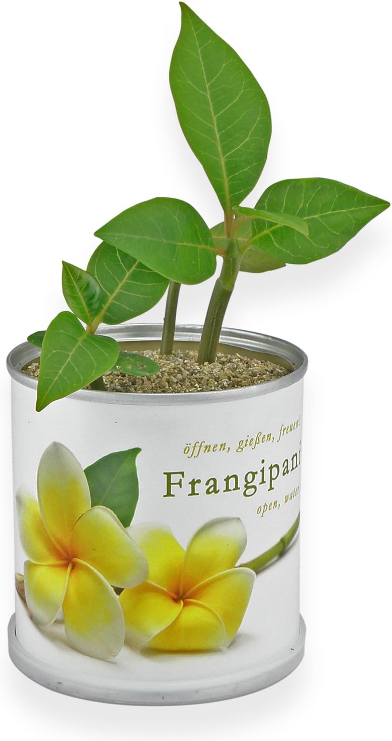 Frangipani Anzuchtset Yogabaum