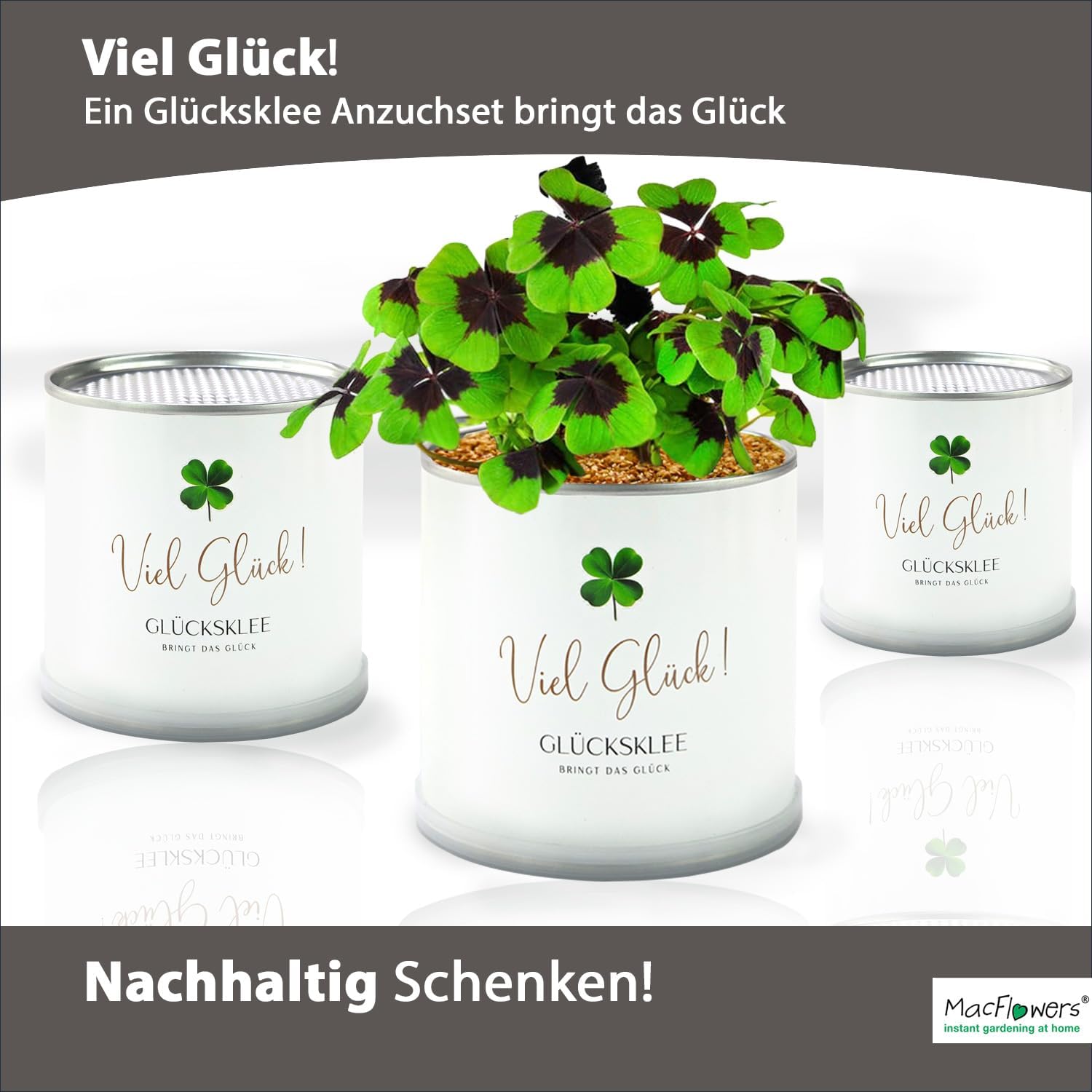 Viel Glück Glücksklee Anzuchtset in der Blumendose | Das liebe Geschenk für die Freundin | Öffnen Gießen Freuen | Wünsche Glück als Blumengruß Geschenk für Frau