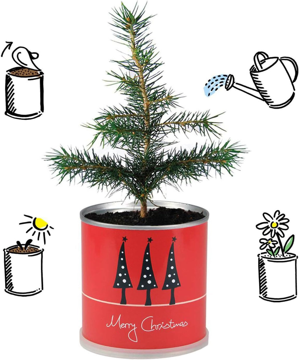 Weihnachtsbaum in der Blumendose | 4 Stück | Merry Christmas Rot | Dein Anzuchtset | Tannenbaum Adventskalender Wichteln