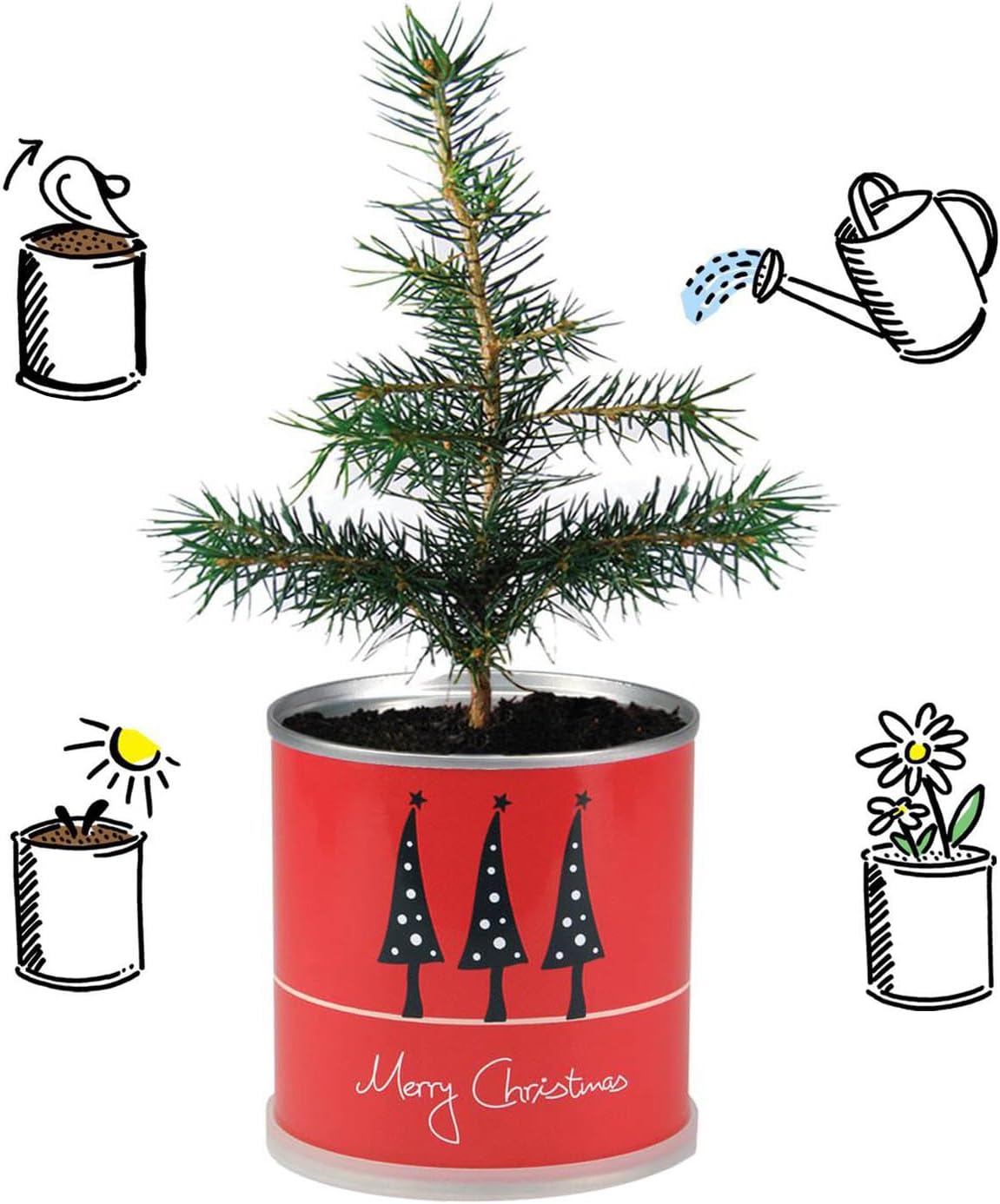 Weihnachtsbaum in der Blumendose | 4 Stück | Merry Christmas Rot | Dein Anzuchtset | Tannenbaum Adventskalender Wichteln