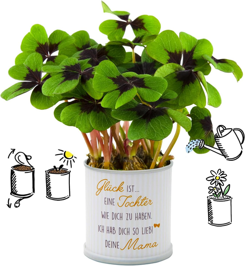 Anzuchtset mit Glücksklee | Design Glück ist … | Geschenkset mit Einer Sorte Klee in süßer instant gardening Blumendose (Tochter Mama)