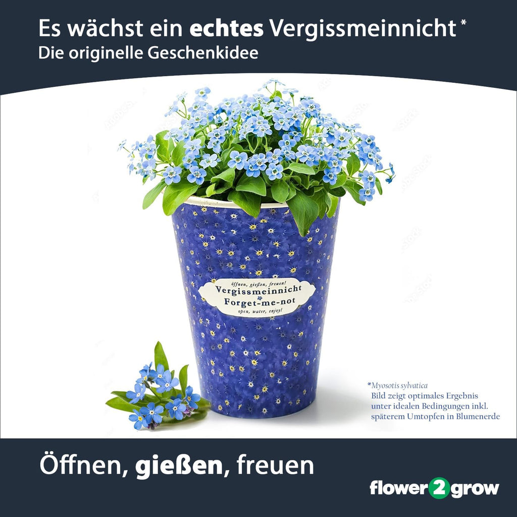 Flower2Grow Vergissmeinnicht im Bio 2Go Becher
