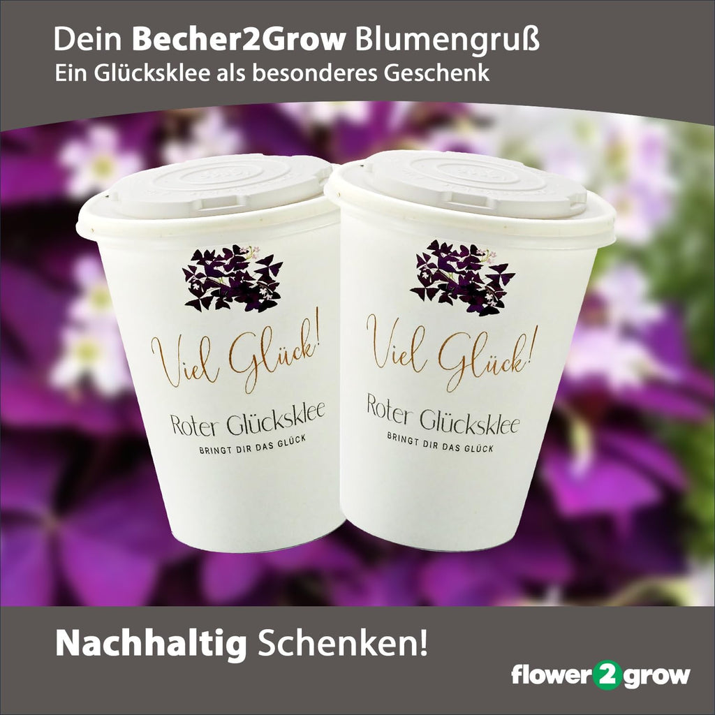 Flower2Grow | Viel Glück Glücksklee Herzblatt | Anzuchtset im Bio 2Go Becher | Das liebe Geschenk für Freundin | Öffnen Gießen Freuen | Wünsche Glück als Blumengruß Geschenk