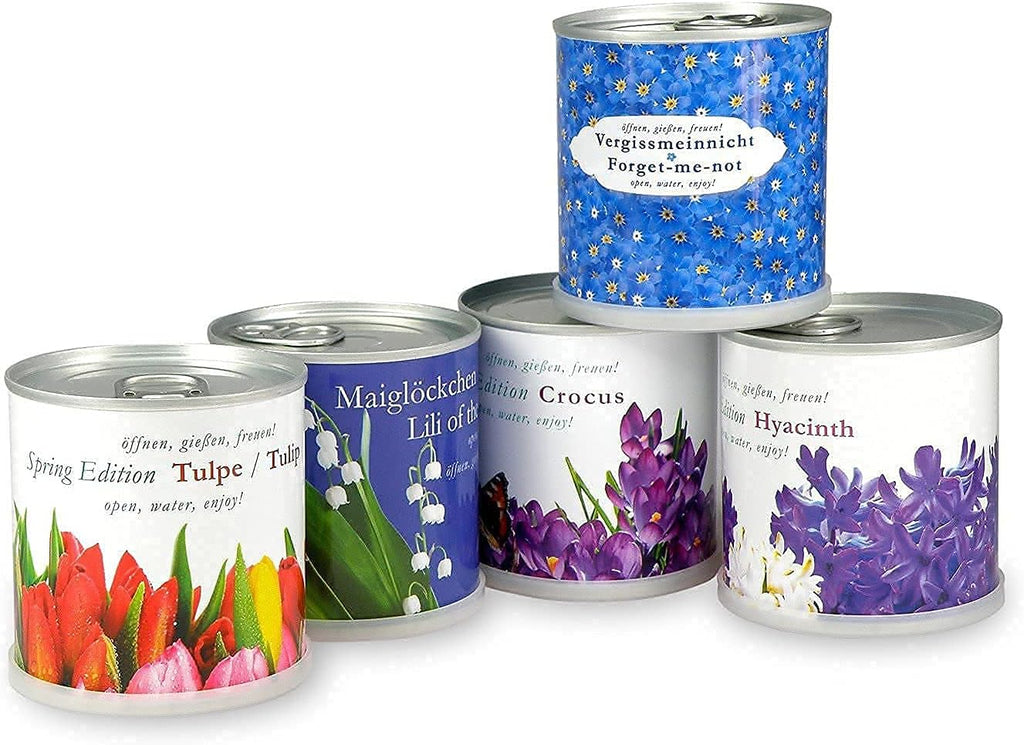 Vergissmeinnicht in der Blumendose