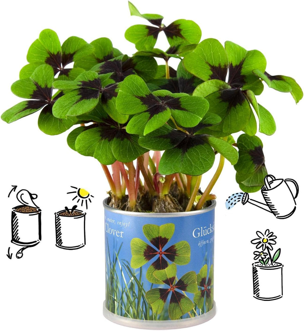 Anzucht-Set vierblättriger Glücksklee | 2 Stück | Eine Sorte Klee | Nachhaltiges Geschenk in instant gardening Blumendosen im Sparset