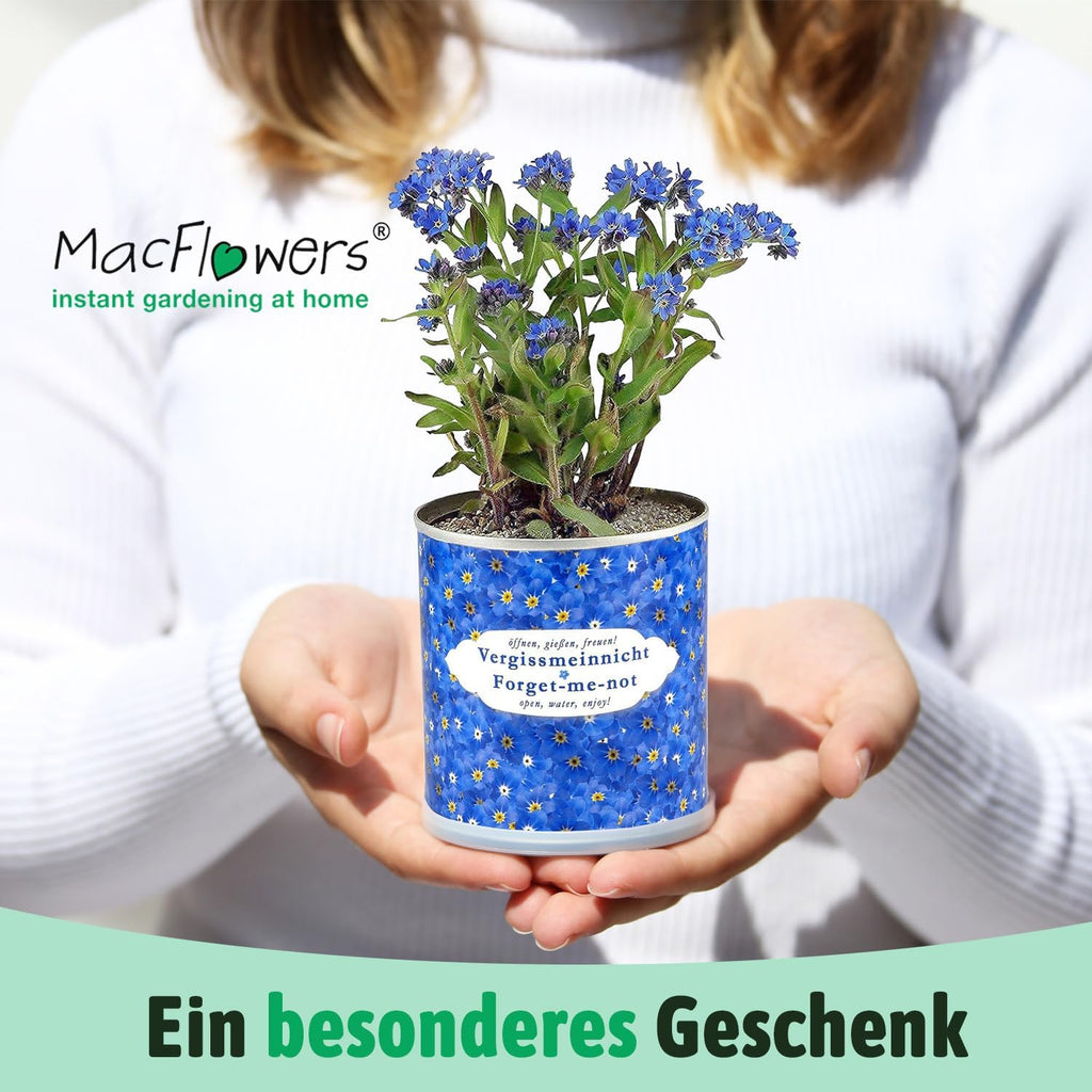 Vergissmeinnicht in der Blumendose