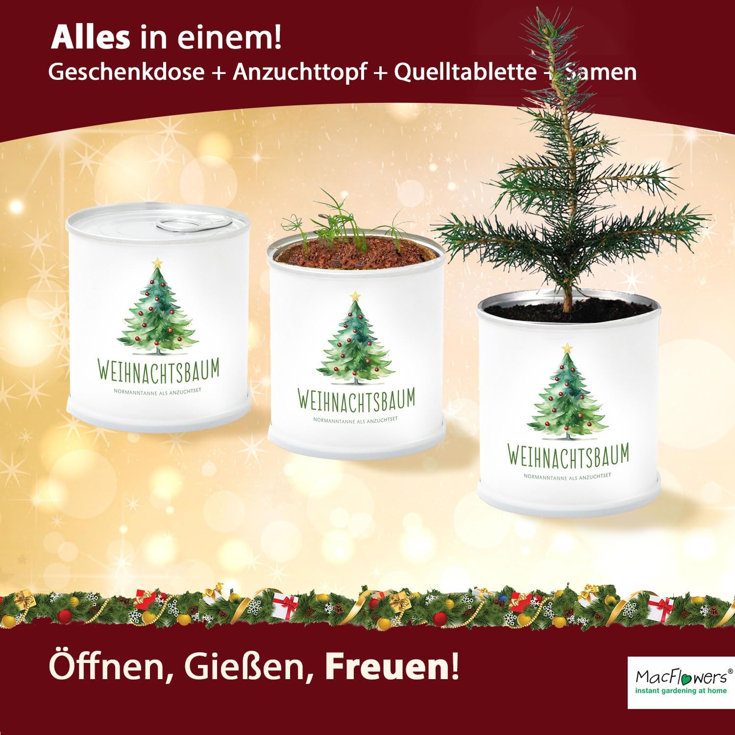 4x Deine MacFlowers Tannenbäume, Nordmanntanne Anzuchtset, Alles enthalten, Nachhaltig Schenken, Geschenk für Frauen und Männer als Adventskalender Wichteln Weihnachten