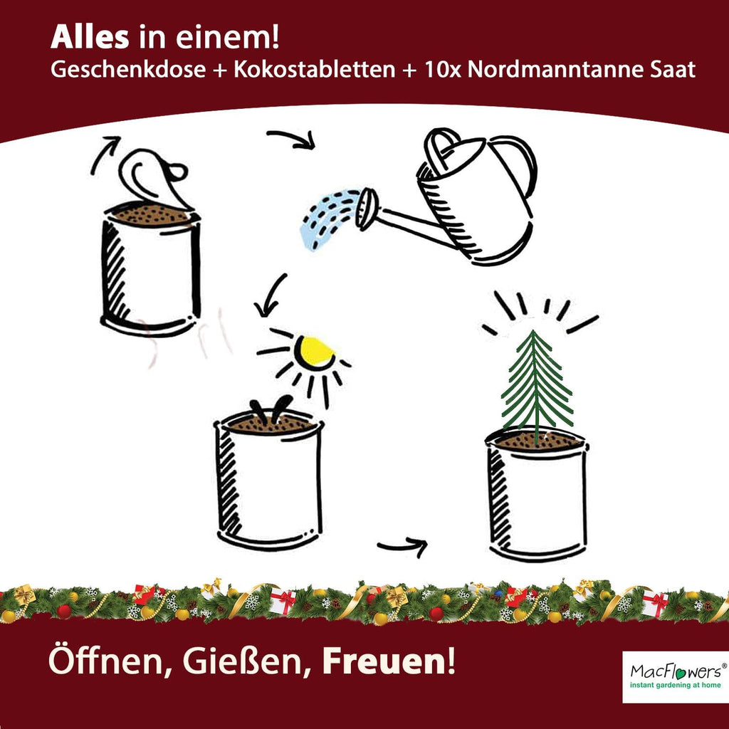 Dein MacFlowers Tannenbaum Anzuchtset | Alles enthalten | 10 Samen | Nachhaltig Schenken | Geschenk für Frauen und Männer | Adventskalender Füllung Wichteln Weihnachten Nordmanntanne