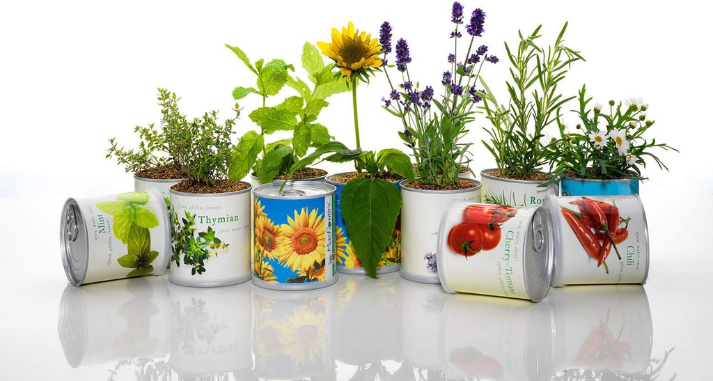 Veilchen - Blumen in der Dose