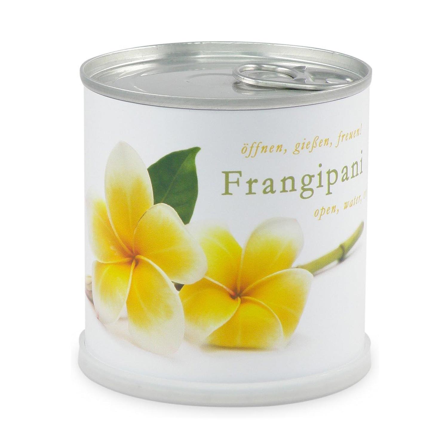 Frangipani Anzuchtset Yogabaum