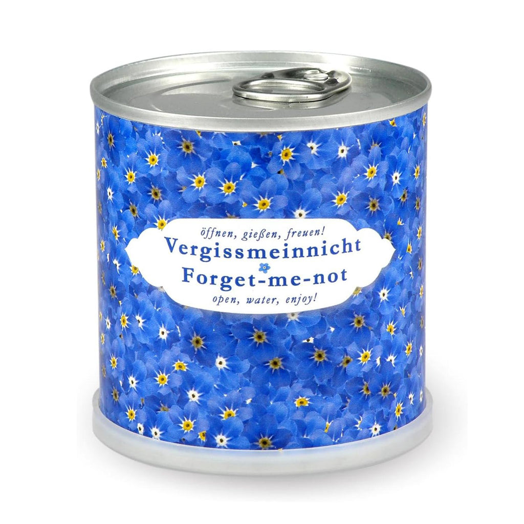 Vergissmeinnicht in der Blumendose
